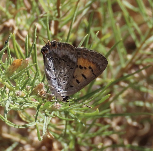Nevada Tailed Copper