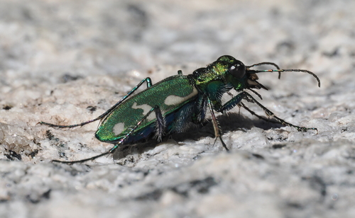 iNaturalist observation photo of Boreal Long-lipped Tiger Beetle