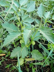 Physalis angulata