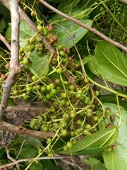 Alchornea latifolia