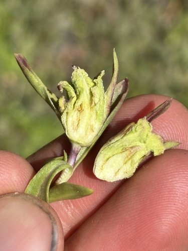 iNaturalist observation photo of Gnorimoschemini