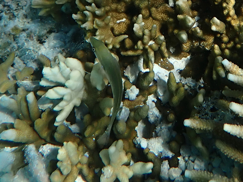 Stethojulis strigiventer observed 2026-08-14