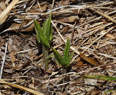 Saussurea pseudotilesii