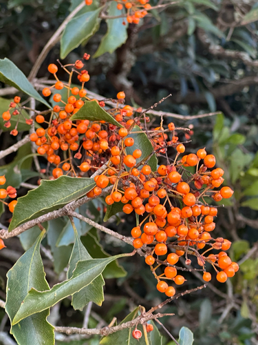 Diamond Pittosporum