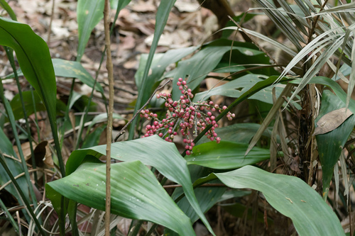 Hanguana rubinea (Hanguana rubinea)