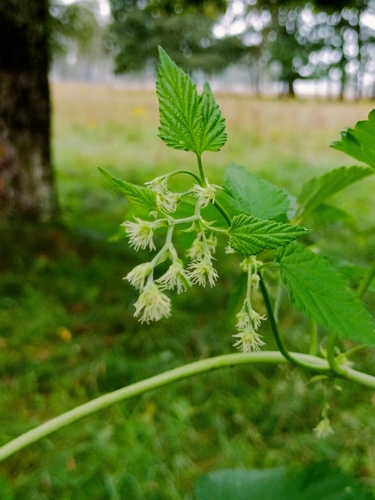 common hops