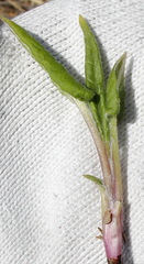 Saussurea pseudotilesii