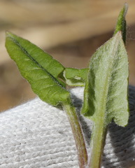 Saussurea pseudotilesii