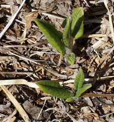 Saussurea pseudotilesii