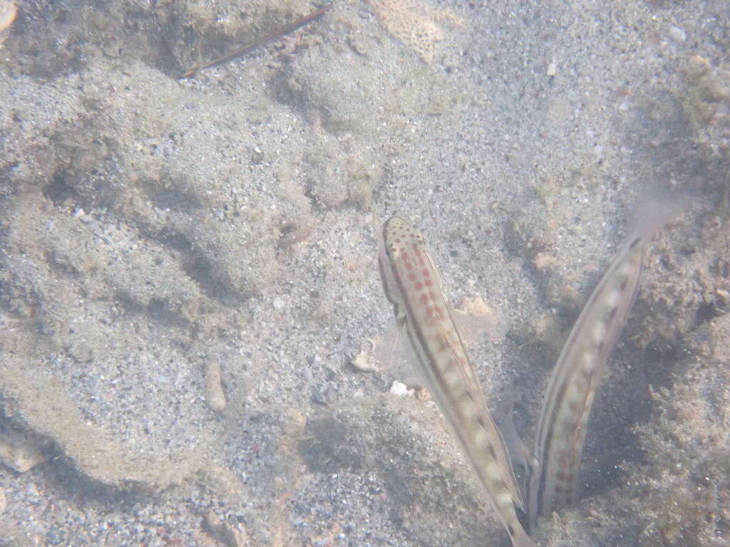 Bynoe Goby