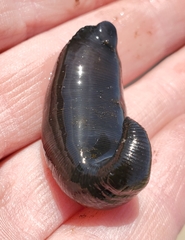 Haemopidae