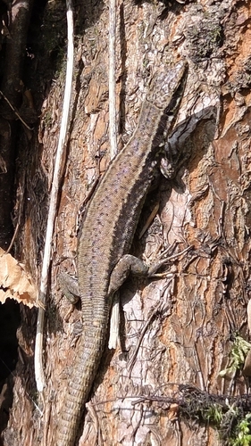Common Wall Lizard
