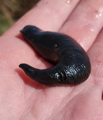 Haemopidae