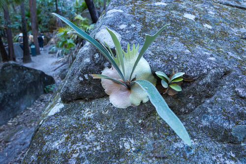 Platycerium veitchii, 2026-07-27