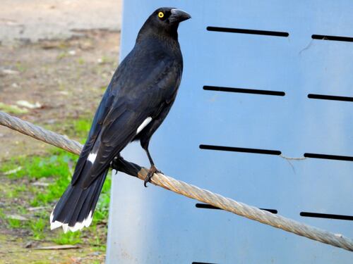 Pied Currawong