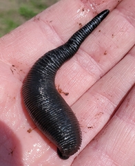 Haemopidae