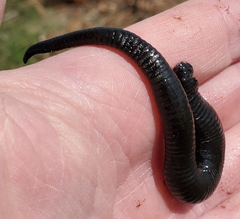 Haemopidae