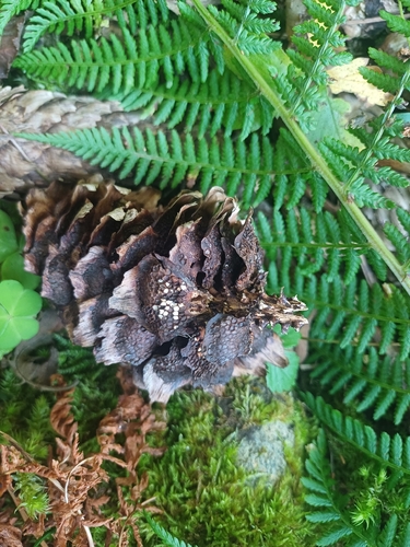 Cherry-Spruce Rust