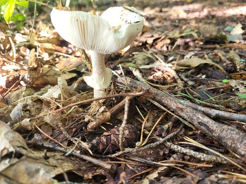 False Death-cap