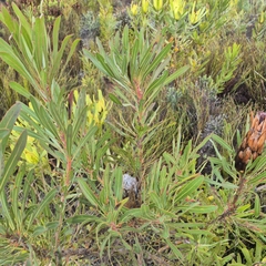 Protea longifolia, photograph (c) Henry de Lange, some rights reserved (CC BY)