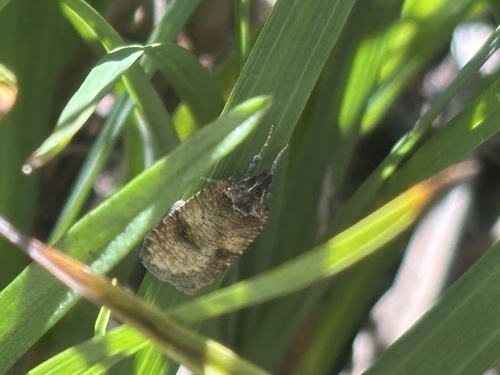 iNaturalist observation photo of Butterflies and Moths