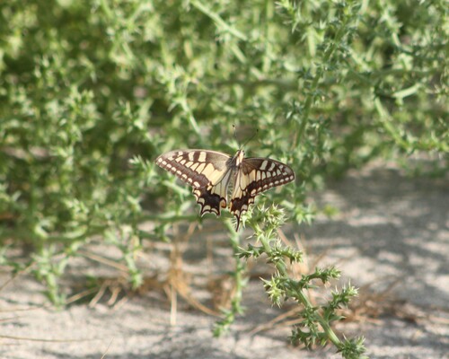 Old World Swallowtail