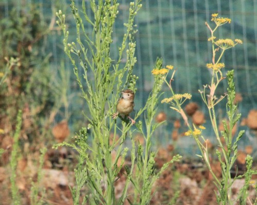 Zitting Cisticola