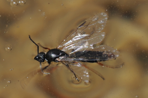 iNaturalist observation photo of Ants