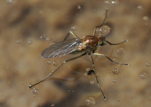 iNaturalist observation photo of Hydrophorus