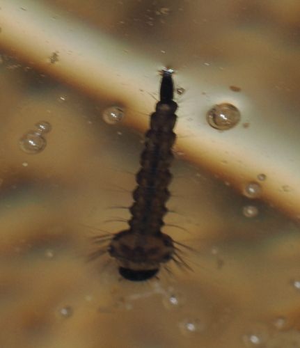 iNaturalist observation photo of Culicine Mosquitoes