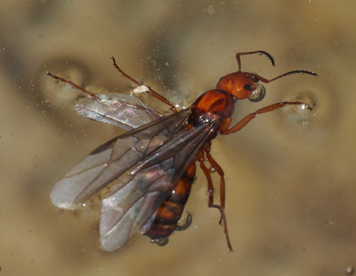 iNaturalist observation photo of Hill Mound Ant