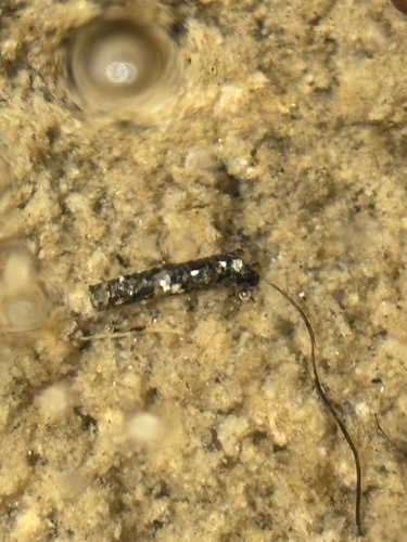 iNaturalist observation photo of Flies