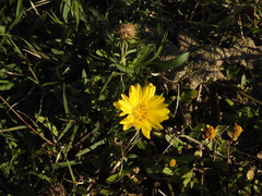 Grindelia scorzonerifolia