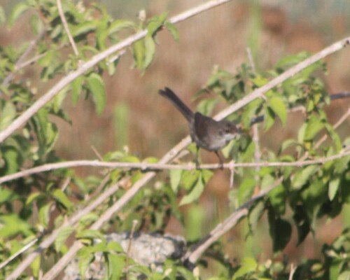 Sardinian Warbler