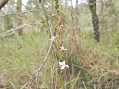 Stylidium graminifolium, photograph 4
