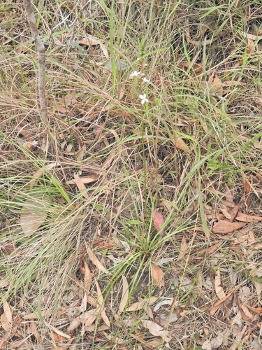 Stylidium graminifolium, photograph 5