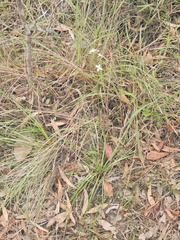 Stylidium graminifolium, photograph (c) Scott W. Gavins, some rights reserved (CC BY)