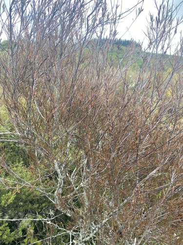 Dracophyllum subulatum observed 2026-08-22