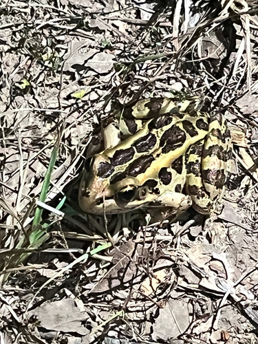 Pickerel Frog