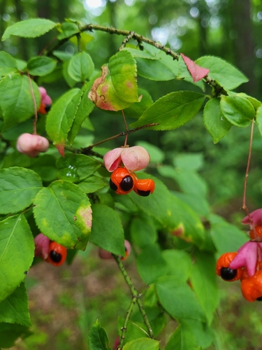 Warty-barked Spindle