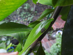 Eudiagogus episcopalis