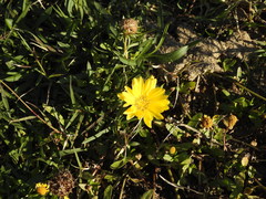 Grindelia scorzonerifolia