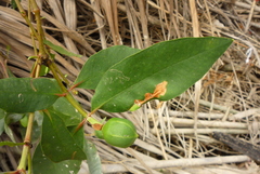 Sonneratia caseolaris