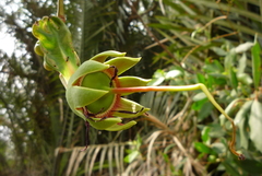 Sonneratia caseolaris