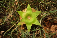 Sonneratia caseolaris