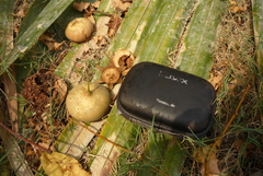 Sonneratia caseolaris