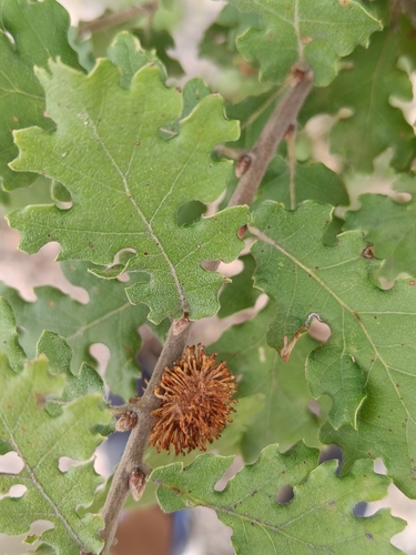 Hedgehog Gall Wasp