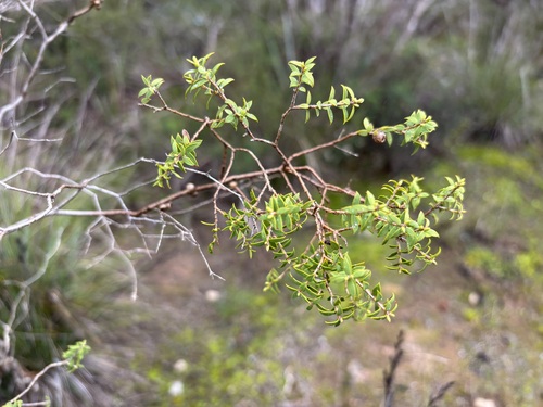 Melaleuca acuminata observed 2026-08-22