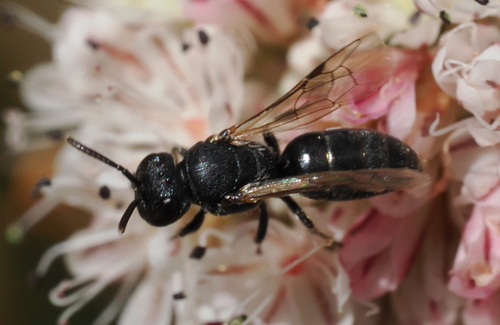 iNaturalist observation photo of Masked Bees