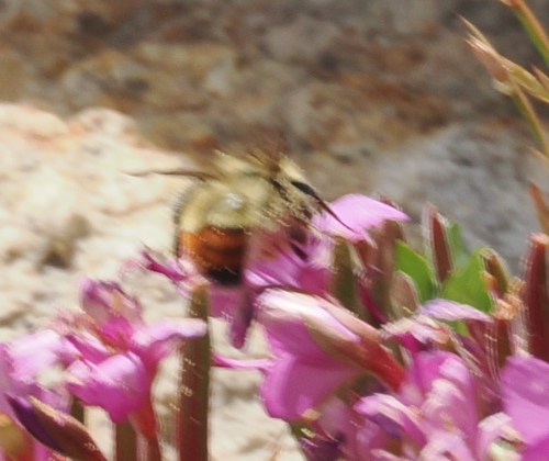 iNaturalist observation photo of Great Basin Bumble Bee